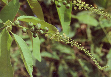 เปล้าใหญ่ Croton oblongifolius Roxb.<br/>EUPHORBIACEAE