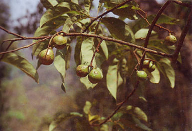 เหมือดคนตัวผู้ Helicia nilagirica Bedd.<br/>PROTEACEAE