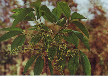 ยางพารา Hevea brasiliensis Muell. Arg.<br/>EUPHORBIACEAE