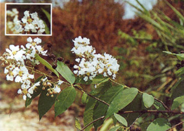 เสลา Lagerstroemia tomentosa C.Presl<br/>LYTHRACEAE