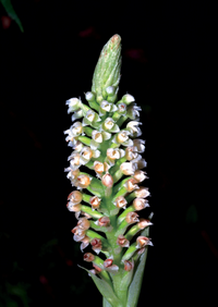 ขาวละออ Goodyera procera  (Ker-Gawl.) Hook.<br/>ORCHIDACEAE