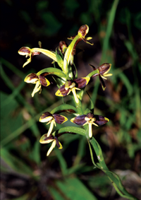 นางอั้วสีตอง Habenaria chlorine  C.S.P. Parish & Rchb.f.<br/>ORCHIDACEAE