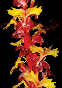 จำปาดิน Odontochilus poilanei (Gagnep.) Ormerod<br/>ORCHIDACEAE