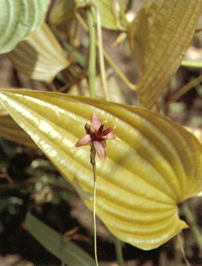 หนอนตายหยาก Stemona tuberosa Lour.<br/>STEMONACEAE