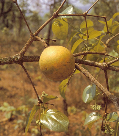 แสลงใจ Strychnos nux-vomica Linn.<br/>STRYCHNACEAE