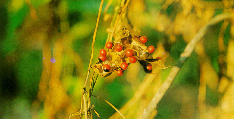 มะกล่ำตาหนู Abrus precatorius Linn.<br/>FABACEAE (LEGUMINOSAE-PAPILIONOIDEAE)