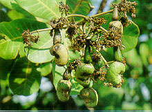 มะม่วงหิมพานต์ Anacardium occidentale Linn.<br/>ANACARDIACEAE