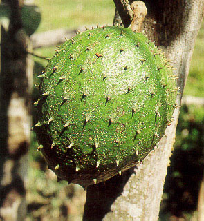 ทุเรียนเทศ Annona muricata Linn.<br/>ANNONACEAE