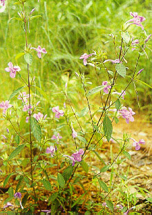 อังกาบ Barleria cristata Linn.<br/>ACANTHACEAE