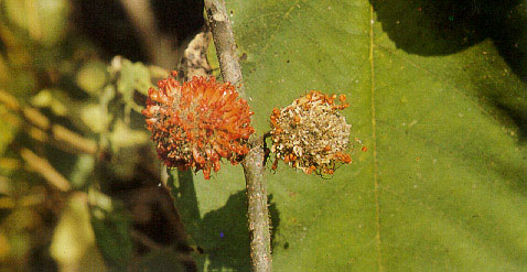 ปอกระสา Broussonetia papyrifera (L.) Vent.<br/>MORACEAE