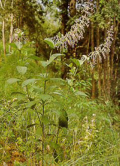 อัคคีทวาร Clerodendrum serratum (Linn.) Moon<br/>VERBENACEAE