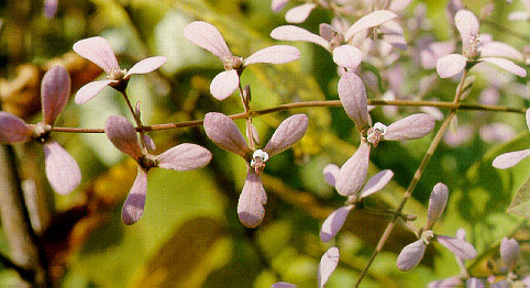 เครือออน Congea tomentosa  Roxb.<br/>VERBENACEAE