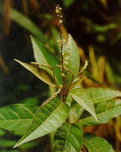 เปล้าเงิน Croton cascarilloides Raeusch<br/>EUPHORBIACEAE