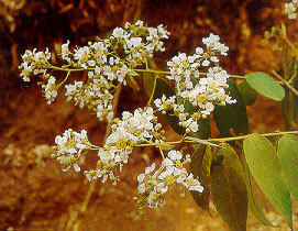 เส้าดำ Lagerstroemia villosa Wall.<br/>LYTHRACEAE