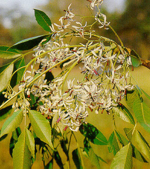 เลี่ยน Melia azedarach Linn.<br/>MELIACEAE