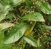 เดื่อหูกวาง Meliosma siamplicifolia Walp.<br/>MELIOSMACEAE