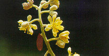 พลับพลา Microcos paniculata Linn.<br/>TILIACEAE