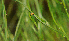 หวานทะนอย Psilotum complanatum Sw.<br/>PSILOTACEAE