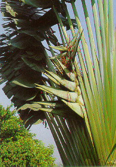 กล้วยพัด Ravenala madagascariensis F.J. Gmel.<br/>STRELITZIACEAE