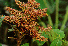 มะผด Rhus chinensis Muell.<br/>ANACARDIACEAE