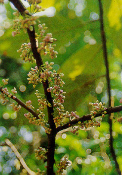 ส้านเห็บ Saurauia roxburghii Wall.<br/>ACTINIDIACEAE