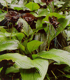 ค้างคาวดำ Tacca chantrieri Andr.<br/>TACCACEAE