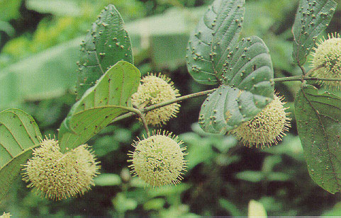 เครือโงบ Uncaria homomalla Miq.<br/>RUBIACEAE