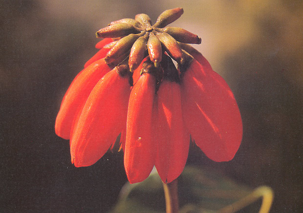 ทองหลางป่า Erythrina subumbrans Merr.<br/>FABACEAE (LEGUMINOSAE-PAPILIONOIDEAE)