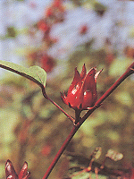 กระเจี๊ยบแดง Hibiscus sabdariffa Linn.<br/>MALVACEAE