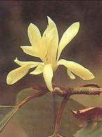 จำปีหลวง Michelia rajaniana Craib<br/>MAGNOLIACEAE