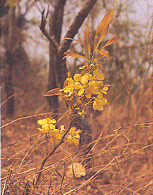 ช้างน้าว Ochna integerrima (Lour.) Merr.<br/>OCHNACEAE