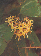 คัดเค้า Oxyceros horridus Lour.<br/>RUBIACEAE