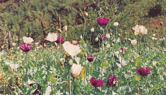 ฝิ่น Papaver somniferum Linn.<br/>PAPAVERACEAE