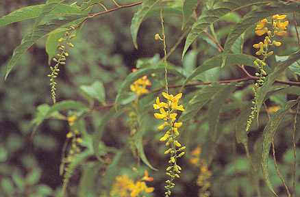 ต่างไก่ป่า Polygala arillata Buch.-Ham. Ex D. Don<br/>POLYGALACEAE