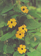 แววตา Thunbergia alata Boj. ex Sims.<br/>THUNBERGIACEAE