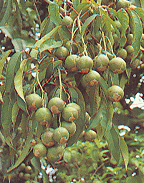 มะกอกฟาน Turpinia pomifera DC.<br/>STAPHYLEACEAE