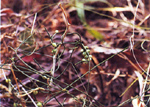 สังวาลพระอินทร์ Cassytha filiformis Linn.<br/>LAURACEAE