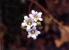 ดอกหรีดโทน Gentiana hesseliana Hoss<br/>GENTIANACEAE