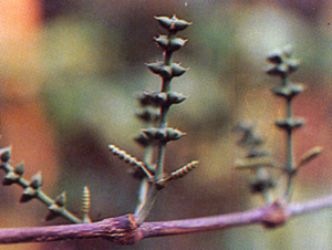 ผักเมี่ยง Gnetum gnemon var.tenerum Markgraf<br/>GNETACEAE