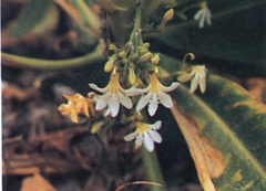 รักทะเล Scaevola taccada (Gaertn.) Roxb.<br/>GOODENIACEAE