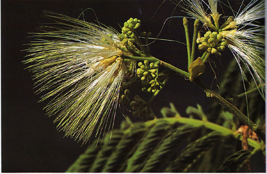 กางหลวง Albizia chinensis(Osb.)Merr.<br/>FABACEAE (LEGUMINOSAE-MIMOSOIDEAE)