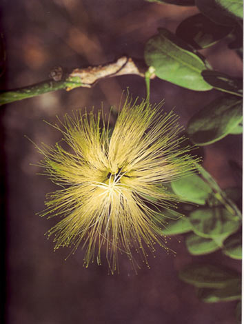 พฤกษ์ Albizia lebbeck(Linn.)Benth.<br/>FABACEAE (LEGUMINOSAE-MIMOSOIDEAE)