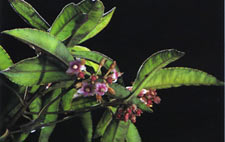 มะจ้ำก้อง Ardisia corymbifera var. ruryoides K.Larsen&C.M.Hu<br/>MYRSINACEAE