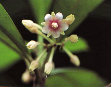 จำแจ้ Ardisia villosa Roxb.<br/>MYRSINACEAE