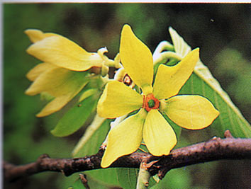 สะแกแสง Canango latifolia  Finet & Gagnep.<br/>ANNONACEAE