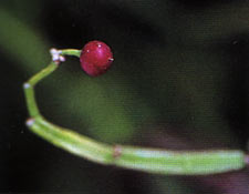 เพชรสังฆาต Cissus quadrangularis Linn.<br/>VITACEAE