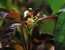 สลอด Croton tiglium Linn.<br/>EUPHORBIACEAE