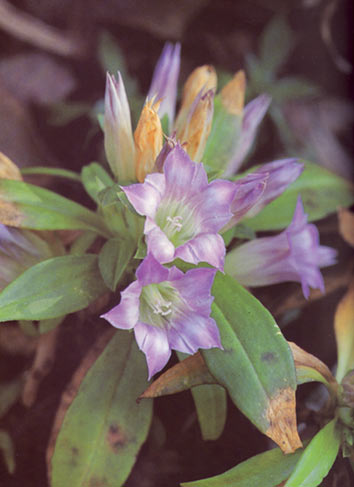 ดอกหรีดเขา Gentiana crassa kurz<br/>GENTIANACEAE