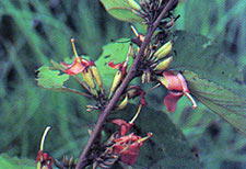 ปอบิด Helicteres isora Linn.<br/>STERCULIACEAE