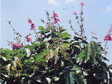 อินทนิลน้ำ Lagerstroemia speciosa Pers.<br/>LYTHRACEAE